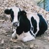 建筑猎头顾问何子个人信息_三幸网