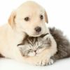 建筑猎头顾问杨生个人信息_三幸网