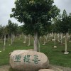建筑猎头顾问孟德个人信息_三幸网