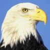 建筑猎头顾问肖先生个人信息_三幸网