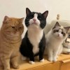 建筑猎头顾问余蓉娜个人信息_三幸网