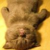 建筑猎头顾问孙工个人信息_三幸网