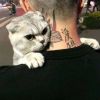 建筑猎头顾问林个人信息_三幸网