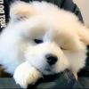建筑猎头顾问朱莉个人信息_三幸网