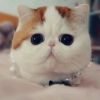 建筑猎头顾问郭女士个人信息_三幸网
