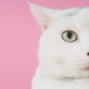 建筑猎头顾问郑小姐个人信息_三幸网