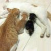 建筑猎头顾问刘一哲个人信息_三幸网