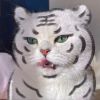 建筑猎头顾问李明锋个人信息_三幸网