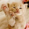 建筑猎头顾问宋工个人信息_三幸网