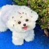 建筑猎头顾问王女士个人信息_三幸网