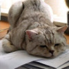 建筑猎头顾问孙工个人信息_三幸网