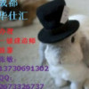 建筑猎头顾问张敏个人信息_三幸网