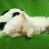 建筑猎头顾问田阳个人信息_三幸网