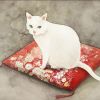 建筑猎头顾问申老师个人信息_三幸网