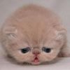 建筑猎头顾问何栩个人信息_三幸网