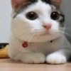 建筑猎头顾问李洲个人信息_三幸网