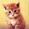 建筑猎头顾问李工个人信息_三幸网