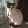 建筑猎头顾问小马个人信息_三幸网