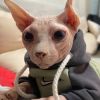 建筑猎头顾问刘工个人信息_三幸网
