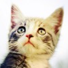 建筑猎头顾问周老师个人信息_三幸网