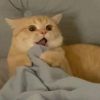 建筑猎头顾问肖田乡个人信息_三幸网