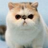 建筑猎头顾问杨通达个人信息_三幸网