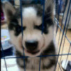 建筑猎头顾问李个人信息_三幸网