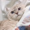 建筑猎头顾问杜鹏个人信息_三幸网