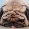 建筑猎头顾问卢个人信息_三幸网