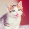 建筑猎头顾问罗老师个人信息_三幸网