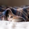 建筑猎头顾问小陈个人信息_三幸网