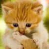 建筑猎头顾问黄女士个人信息_三幸网