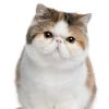 建筑猎头顾问李董董个人信息_三幸网