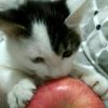 建筑猎头顾问冯浩田个人信息_三幸网