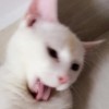 建筑猎头顾问周女士个人信息_三幸网