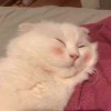 建筑猎头顾问周生个人信息_三幸网