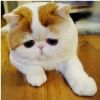 建筑猎头顾问王女士个人信息_三幸网