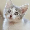 建筑猎头顾问梁国栋个人信息_三幸网