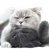 建筑猎头顾问唐林个人信息_三幸网
