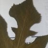 建筑猎头顾问郭晓光个人信息_三幸网