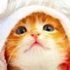 建筑猎头顾问陈先生个人信息_三幸网