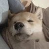 建筑猎头顾问万俊个人信息_三幸网
