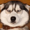 建筑猎头顾问寇经理个人信息_三幸网