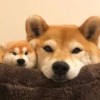 建筑猎头顾问张小姐个人信息_三幸网