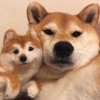 建筑猎头顾问夏舒才个人信息_三幸网