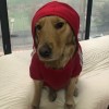 建筑猎头顾问贾志伦个人信息_三幸网