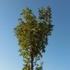 建筑猎头顾问卢丽静个人信息_三幸网