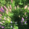 建筑猎头顾问刘美群个人信息_三幸网