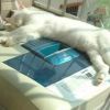 建筑猎头顾问詹工个人信息_三幸网