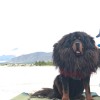 建筑猎头顾问杜工个人信息_三幸网